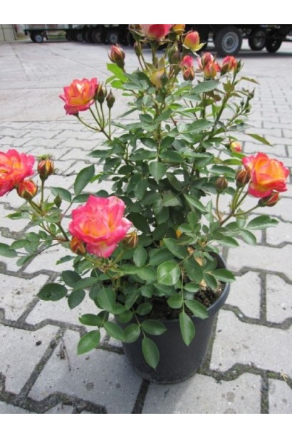 Саженец розы Литтл Сансет в горшке